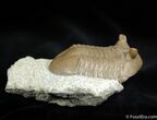 Very D Inch Asaphus Punctatus Trilobite #460-2